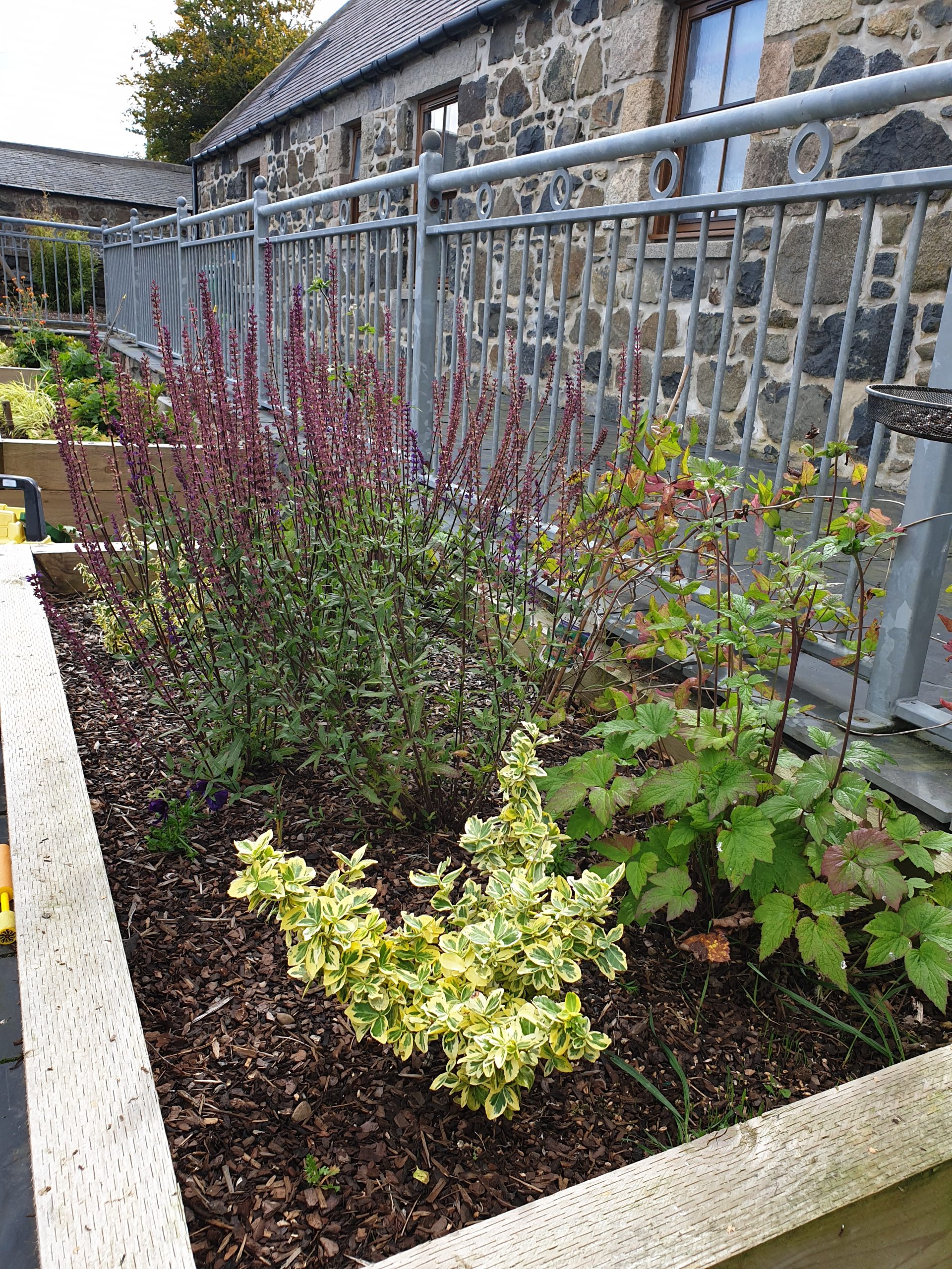 Planted garden border with purple salvia and variegated shrubs in bark mulch at an Inverurie back garden designed by Gerbera Designs
